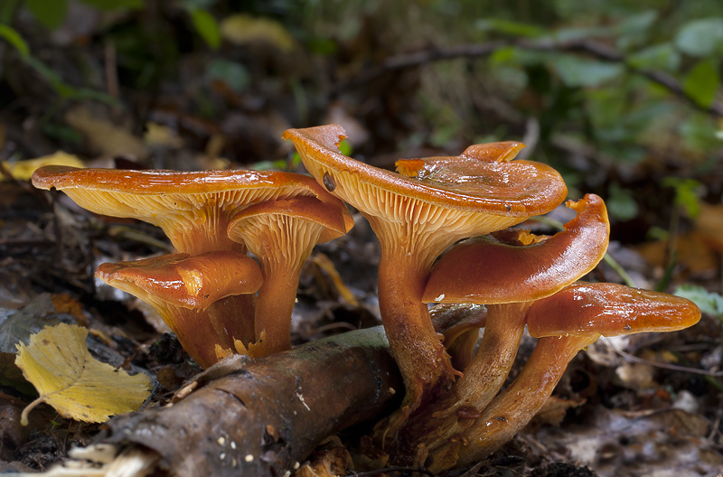 Omphalotus olearius